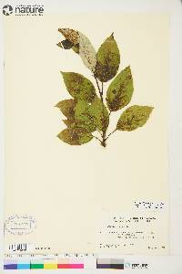 Populus balsamifera image