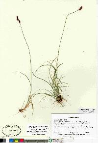 Carex lachenalii image