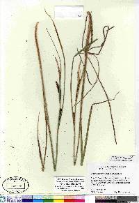 Carex aquatilis var. aquatilis image