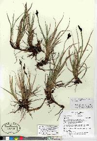 Carex bigelowii image