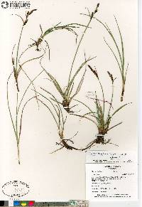 Carex bigelowii image