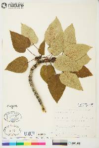 Populus balsamifera image