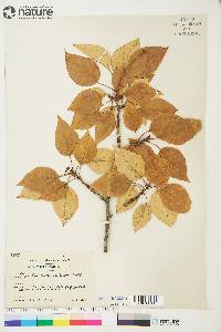 Populus balsamifera image