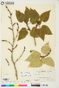 Populus balsamifera image