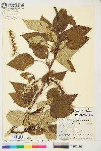 Populus balsamifera image