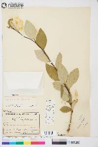 Populus balsamifera image