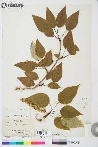 Populus balsamifera subsp. balsamifera image