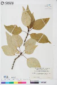 Populus balsamifera image