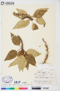 Populus balsamifera image