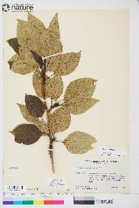 Populus balsamifera image