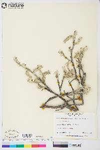 Salix alaxensis image