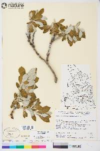 Salix alaxensis image