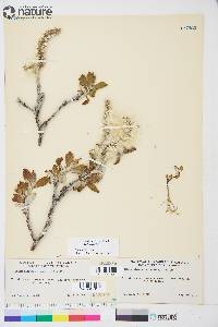 Salix alaxensis var. alaxensis image