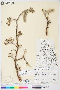 Salix alaxensis image