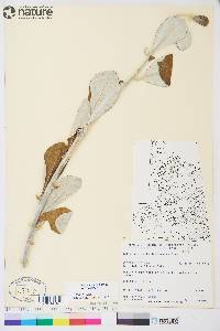 Salix alaxensis image