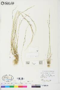 Puccinellia deschampsioides image