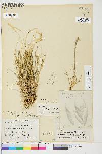 Poa hartzii image