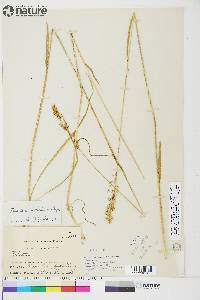 Trisetum sibiricum image