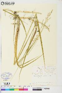 Scolochloa festucacea image