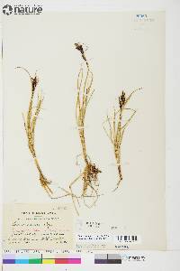 Carex aquatilis var. stans image