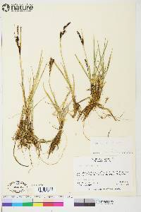 Carex aquatilis var. stans image