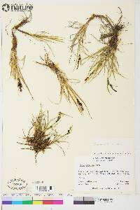 Carex aquatilis var. stans image