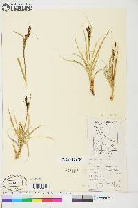 Carex aquatilis var. stans image