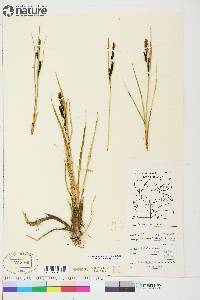 Carex aquatilis var. stans image