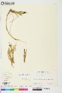 Carex aquatilis var. stans image