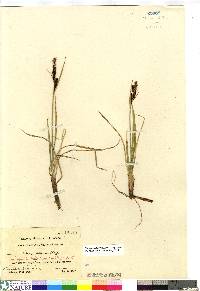 Carex aquatilis var. stans image