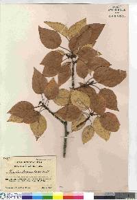 Populus balsamifera image