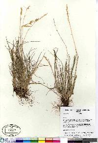 Poa hartzii image