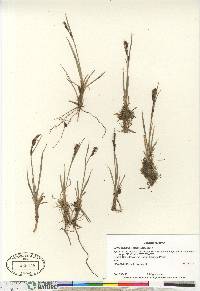 Carex aquatilis var. stans image