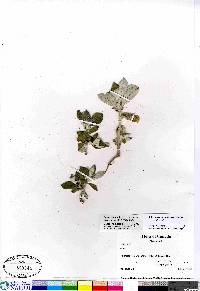 Salix alaxensis image