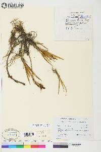 Carex aquatilis var. stans image