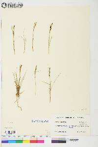 Carex aquatilis var. stans image