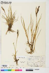 Carex aquatilis var. stans image