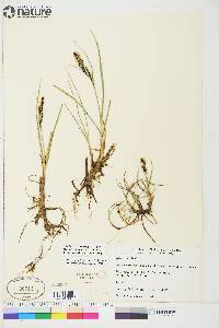 Carex aquatilis var. stans image