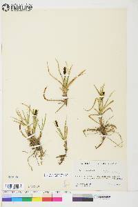 Carex aquatilis var. stans image