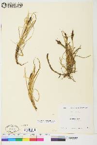 Carex aquatilis var. stans image