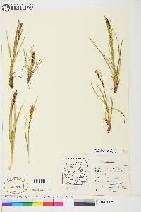 Carex aquatilis var. stans image