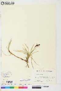 Carex aquatilis var. stans image