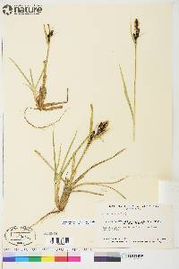 Carex aquatilis var. stans image