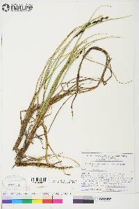 Carex aquatilis var. stans image