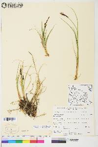 Carex aquatilis var. stans image