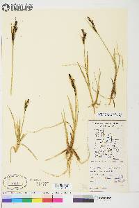 Carex aquatilis var. stans image