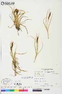 Carex aquatilis var. stans image