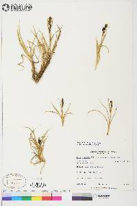 Carex aquatilis var. stans image