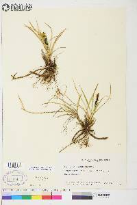 Carex aquatilis var. stans image