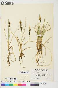 Carex aquatilis var. stans image